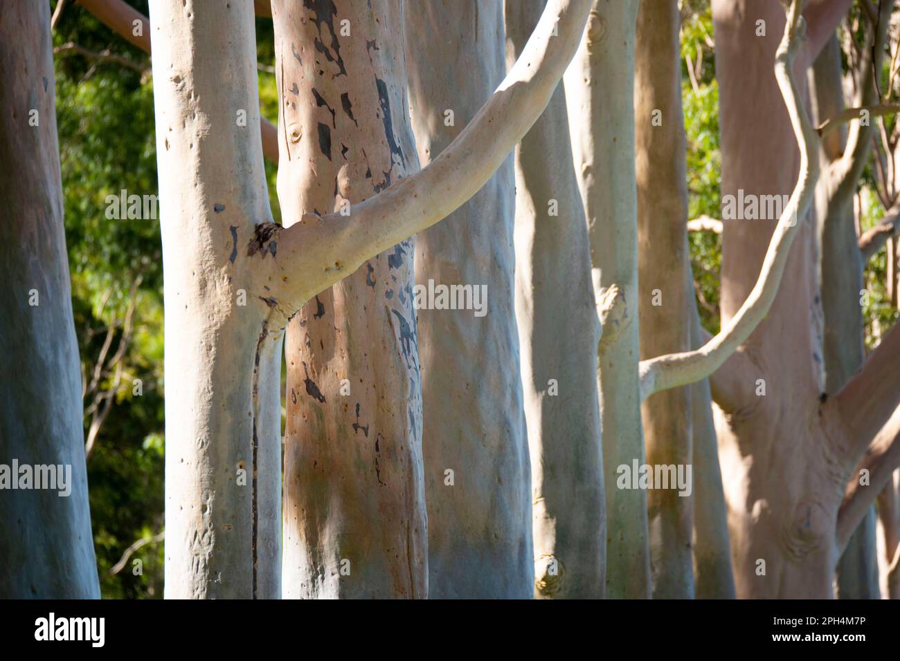 Écorce d'un arbre d'Eucalyptus Banque D'Images