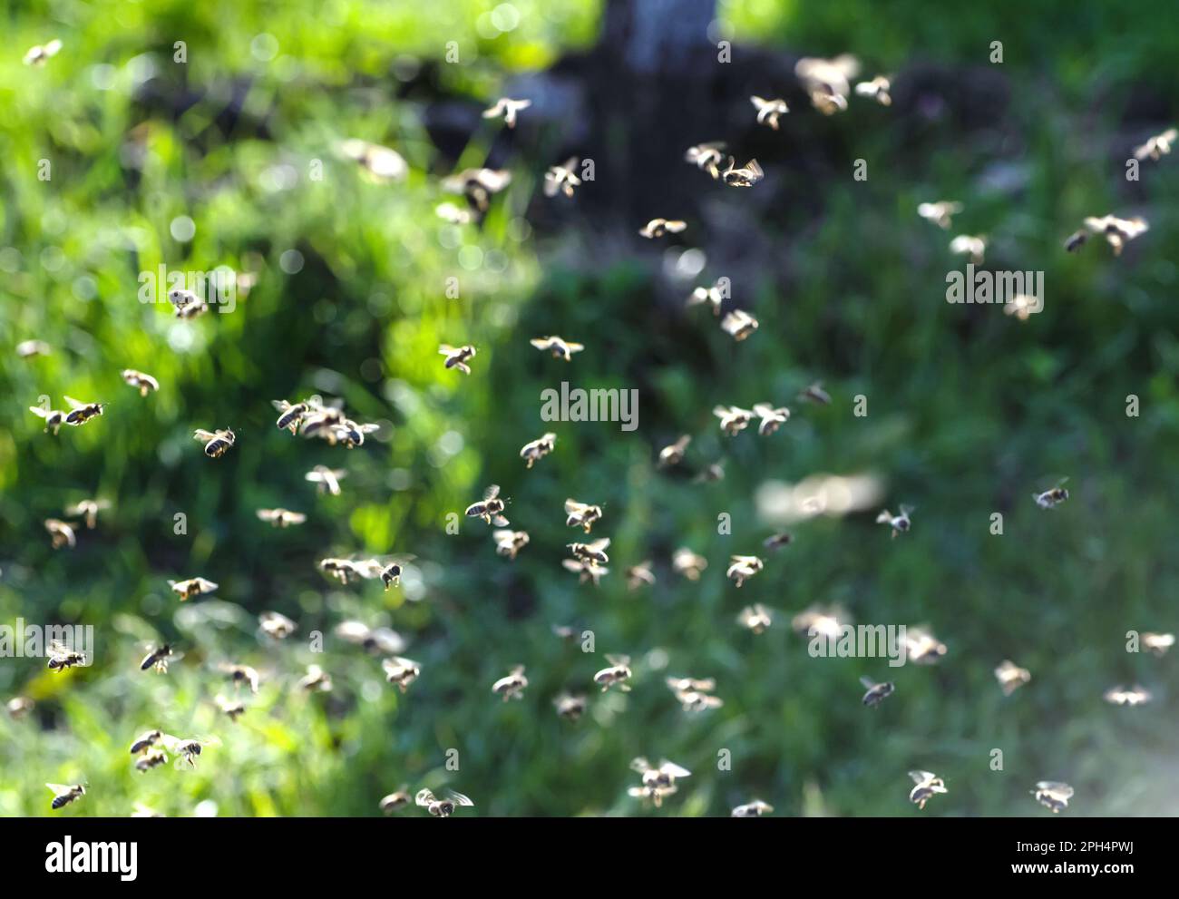 Rayons du soleil qui éclairent les abeilles volantes. Mouvement vivant ...