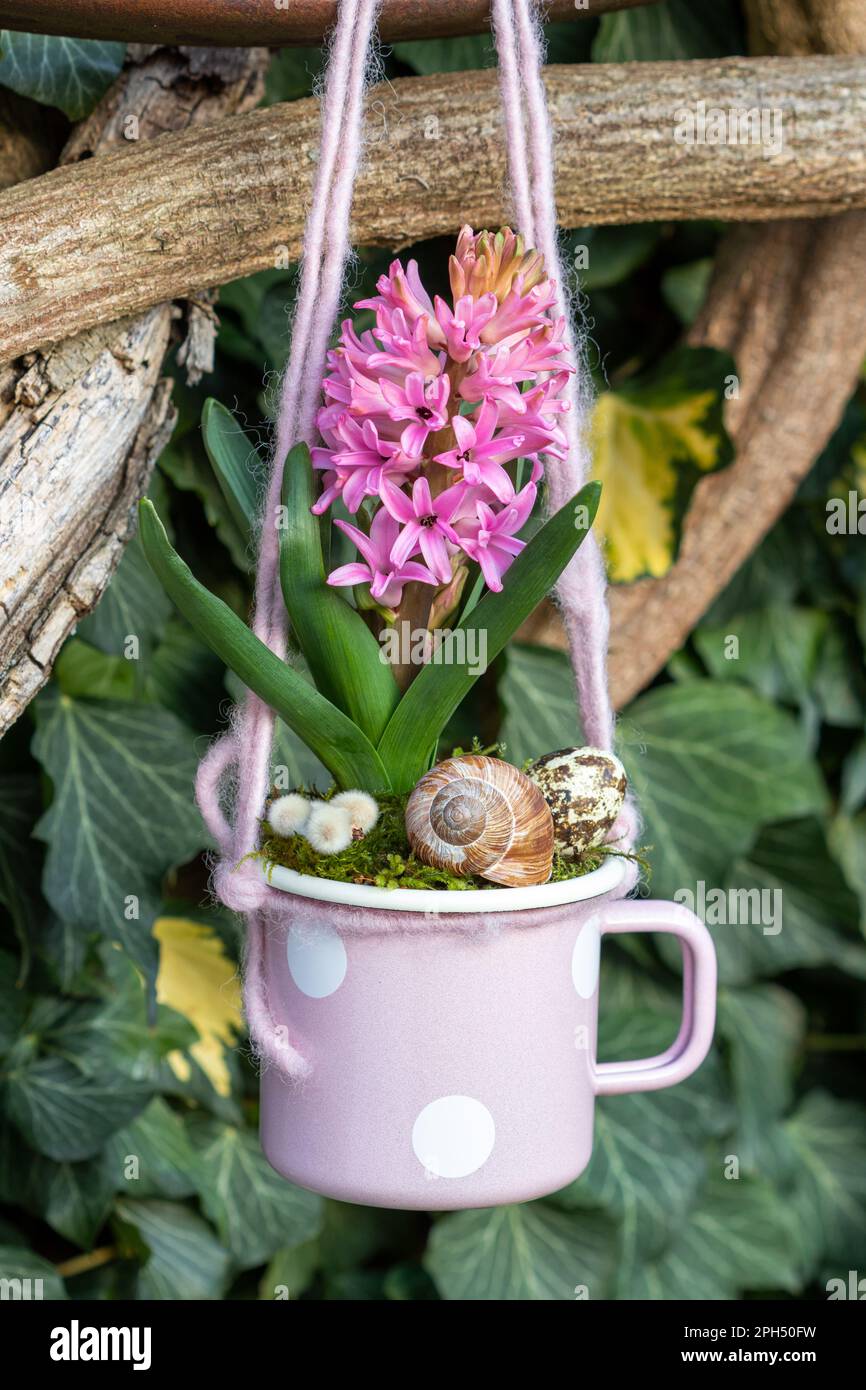 jacinthe rose dans une tasse en émail accrochée à la branche Banque D'Images