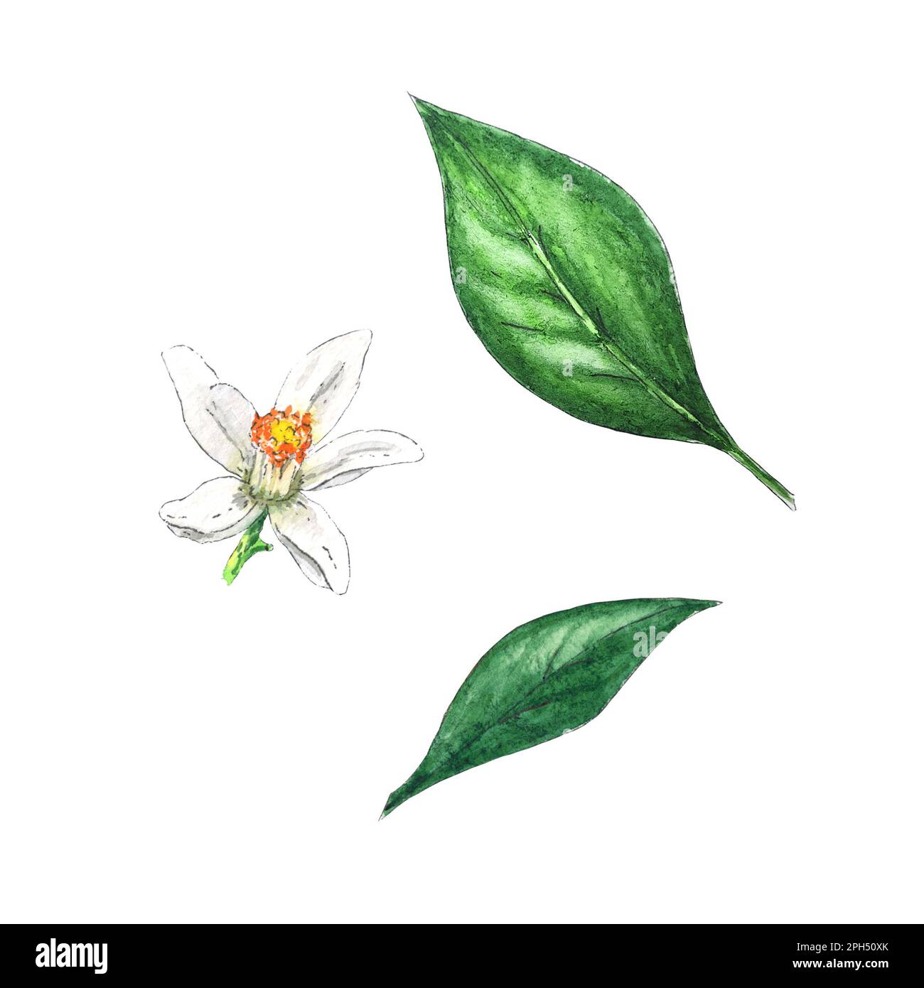 Aquarelles, feuilles et fleurs de pamplemousse, peintes à la main dans un style botanique, pour les fêtes, les mariages et la conception de nourriture. Clipart agrumes tropical Banque D'Images Aquarelles, feuilles et fleurs de pamplemousse, peintes à la main dans un style botanique, pour les fêtes, les mariages et la conception de nourriture. Clipart agrumes tropical Banque D'Images