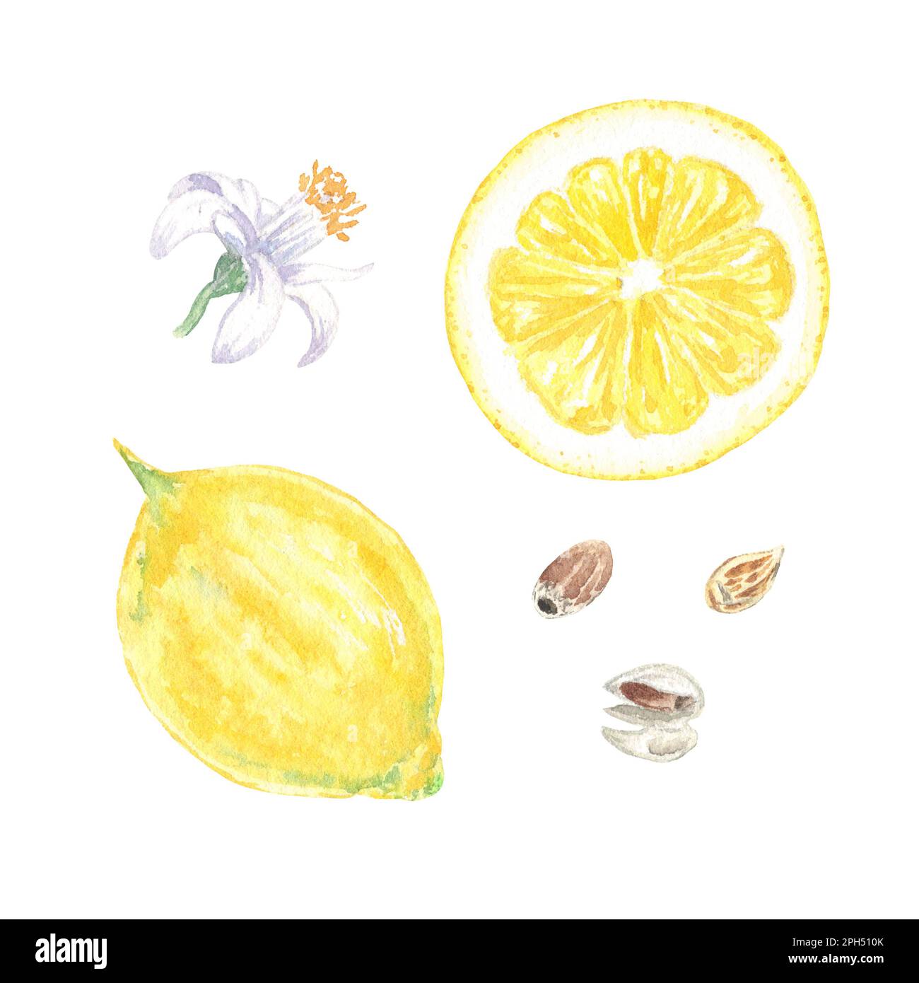 Set aquarelle de citrons, feuilles et fleurs, peint à la main dans le style botanique, pour l'utilisation en vacances, mariage, et la conception de nourriture. Clipart agrumes tropical Banque D'Images Set aquarelle de citrons, feuilles et fleurs, peint à la main dans le style botanique, pour l'utilisation en vacances, mariage, et la conception de nourriture. Clipart agrumes tropical Banque D'Images