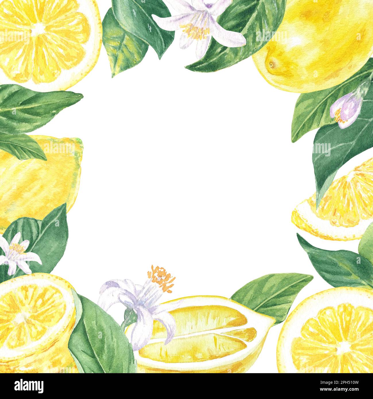 Cadre aquarelle de citrons, fleurs et feuilles peint à la main dans le style botanique, pour les vacances, les mariages et la conception de nourriture. Arrière-plan fruits tropicaux Banque D'Images Cadre aquarelle de citrons, fleurs et feuilles peint à la main dans le style botanique, pour les vacances, les mariages et la conception de nourriture. Arrière-plan fruits tropicaux Banque D'Images