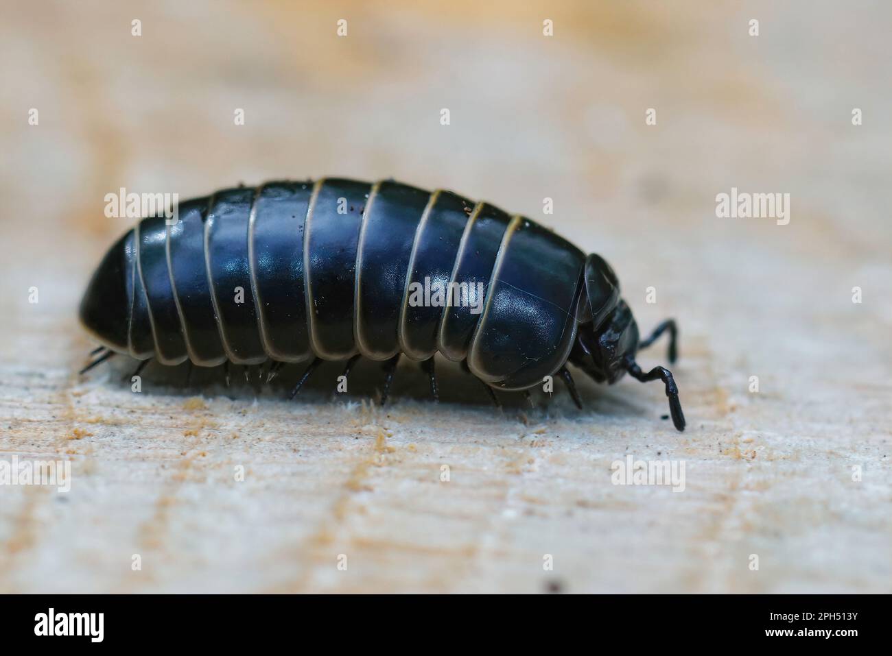 Gros plan détaillé sur une pilule noire millipede Glomeris marginata, ressemblant à une souris à bois Banque D'Images