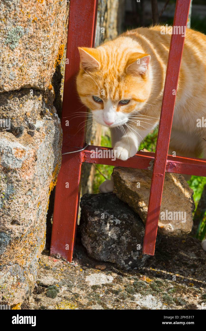 Tabby et chat blanc derrière les rails. Banque D'Images