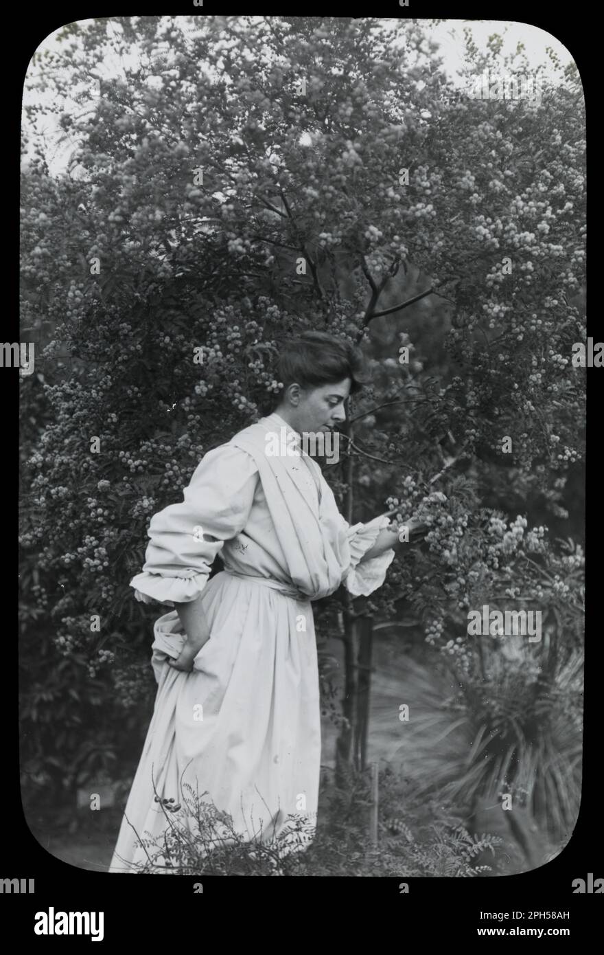 Amy Campbell avec Wattle (1921 - 1922) par Archibald James Campbell Banque D'Images