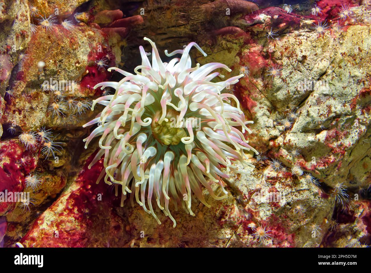 Dahlia anemone Urticina felina Banque D'Images