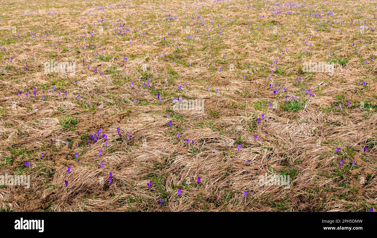 Prairie sauvage pleine de crocus en fleurs. Début du printemps. Banque D'Images