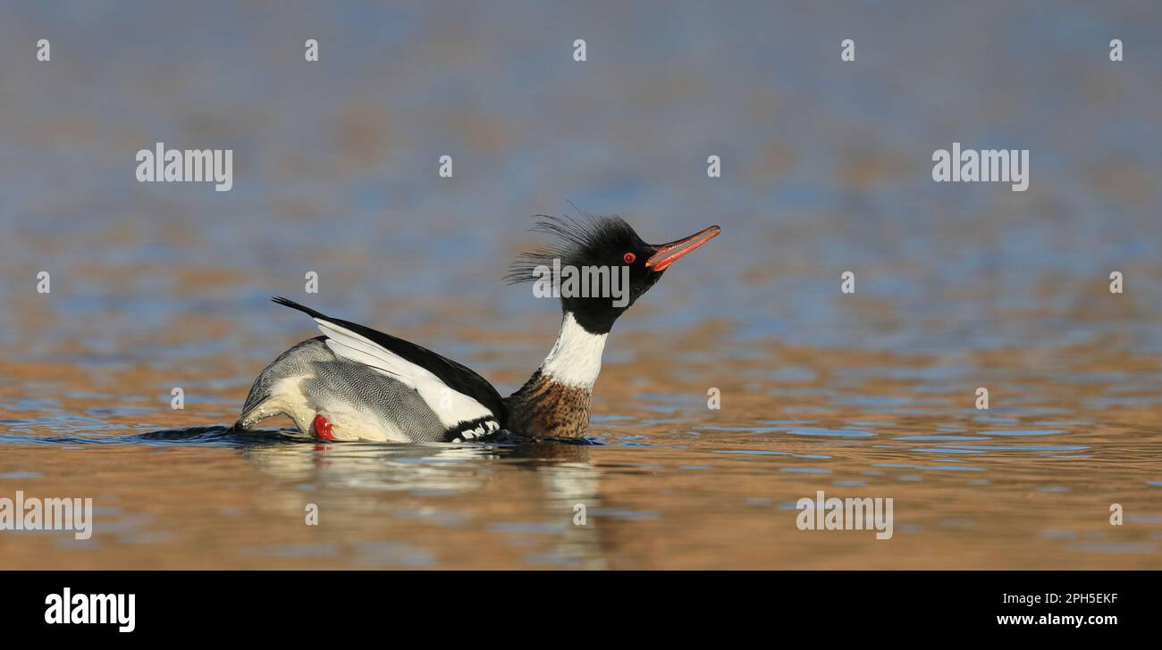 Merganser à la poitrine rouge, homme jouant dans l'eau Banque D'Images