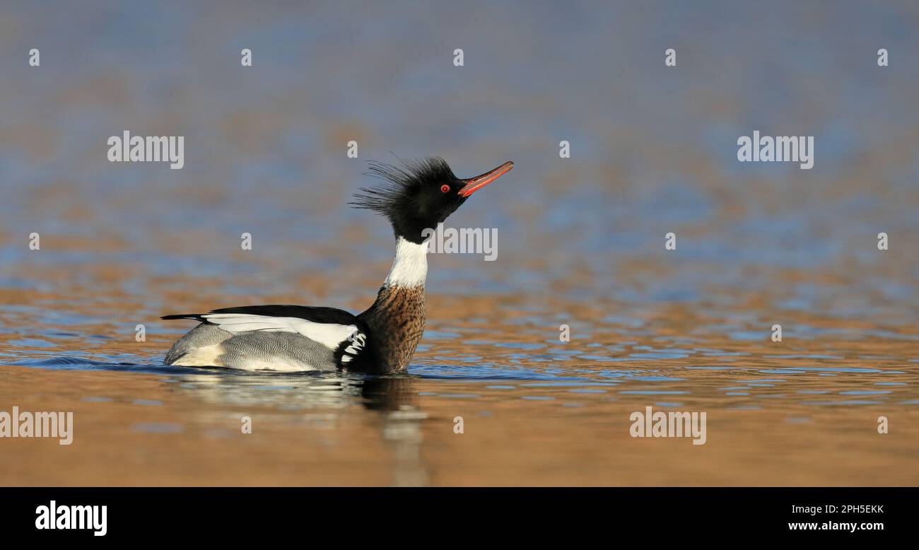 Merganser à la poitrine rouge, homme jouant dans l'eau Banque D'Images