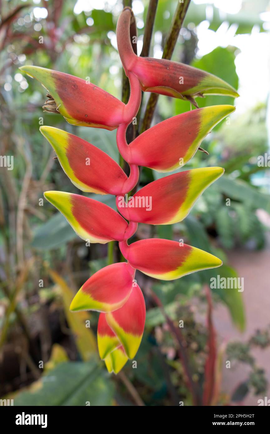 Fleur rouge de rostrata d'Heliconia, oiseau du Paradis, langoustines et perrotsbeak Banque D'Images