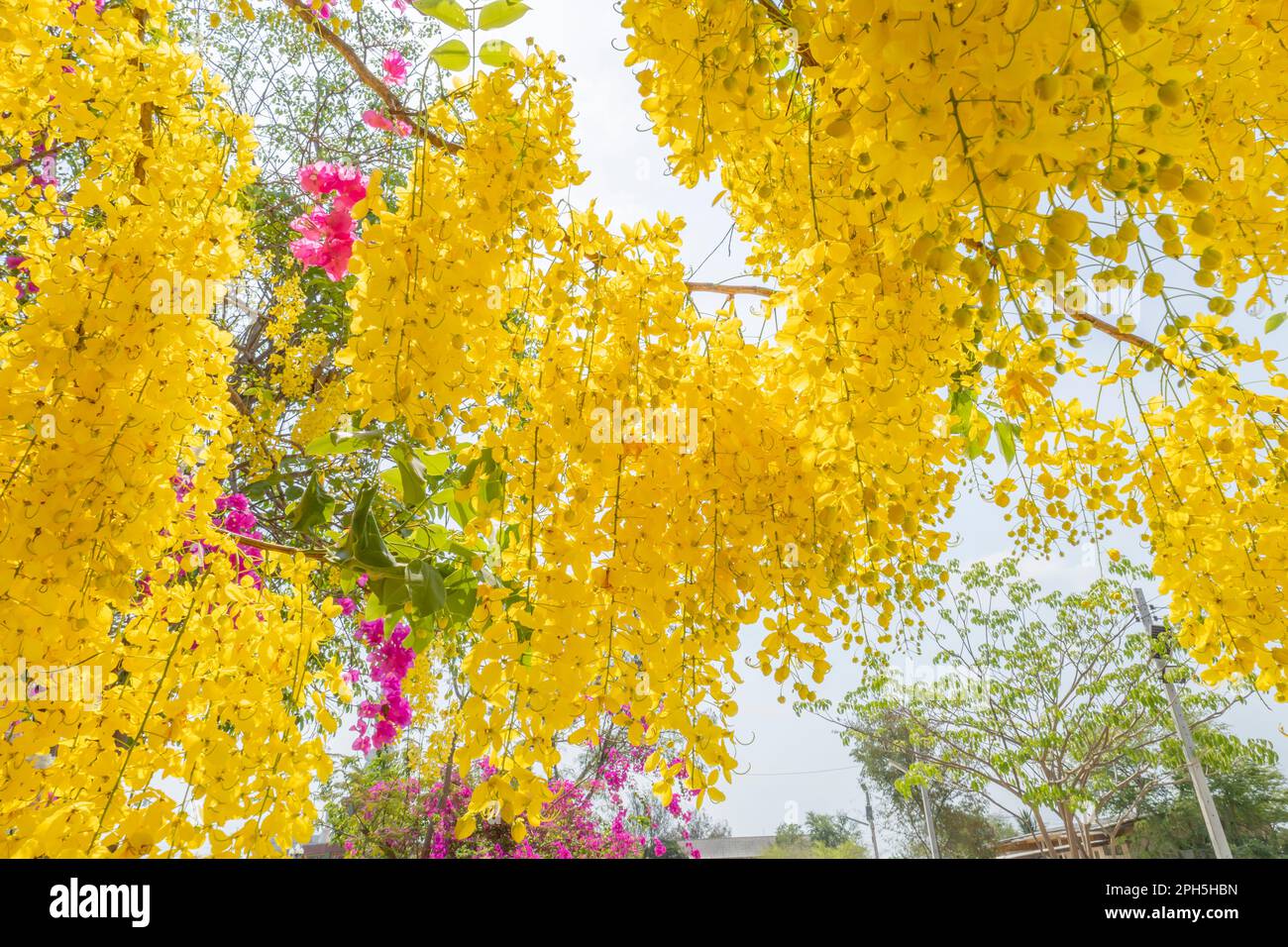 Douche dorée, fistule de Cassia, Cassia purgeant, Laburnum indien, ou Pudding-pipe Tree. Asie du Sud-est arbre à fleurs jaunes tropicales Banque D'Images