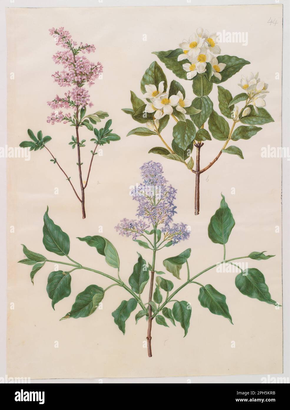 Syringa x persica; Philadelphus coronarius; Syringa vulgaris de 1649 à 1659 par Hans Simon Holtzbecker Banque D'Images