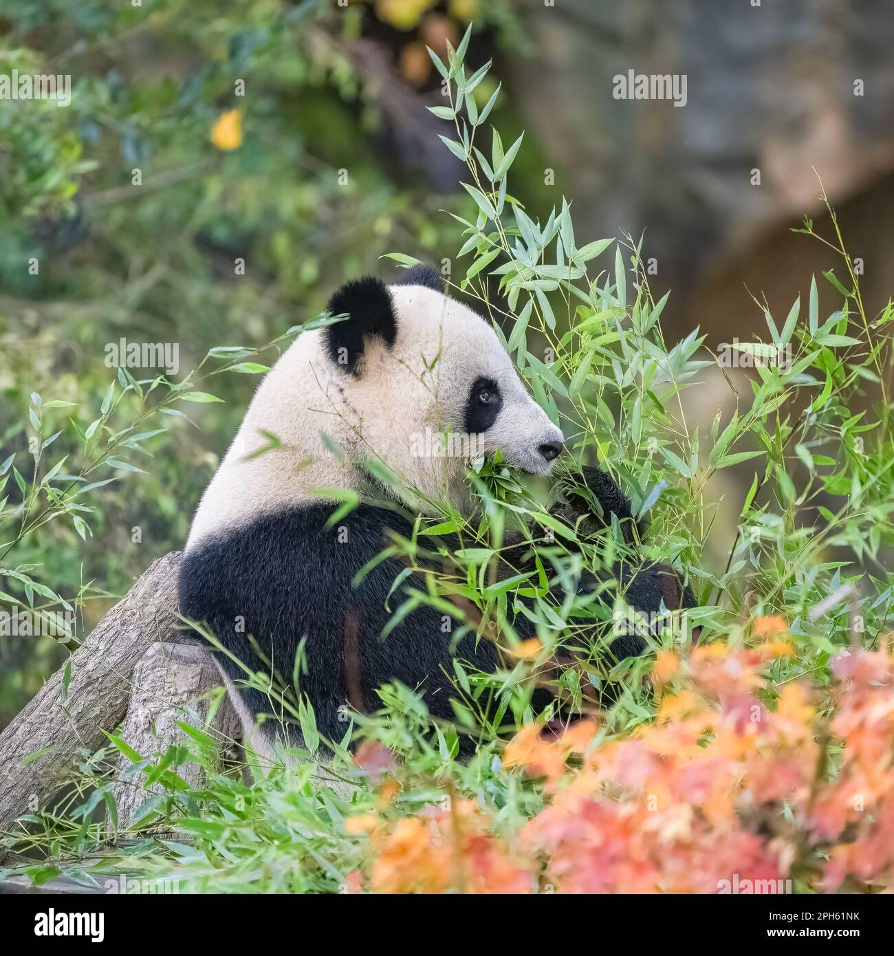 Un panda géant mangeant du bambou dans l'herbe, portrait en automne Banque D'Images