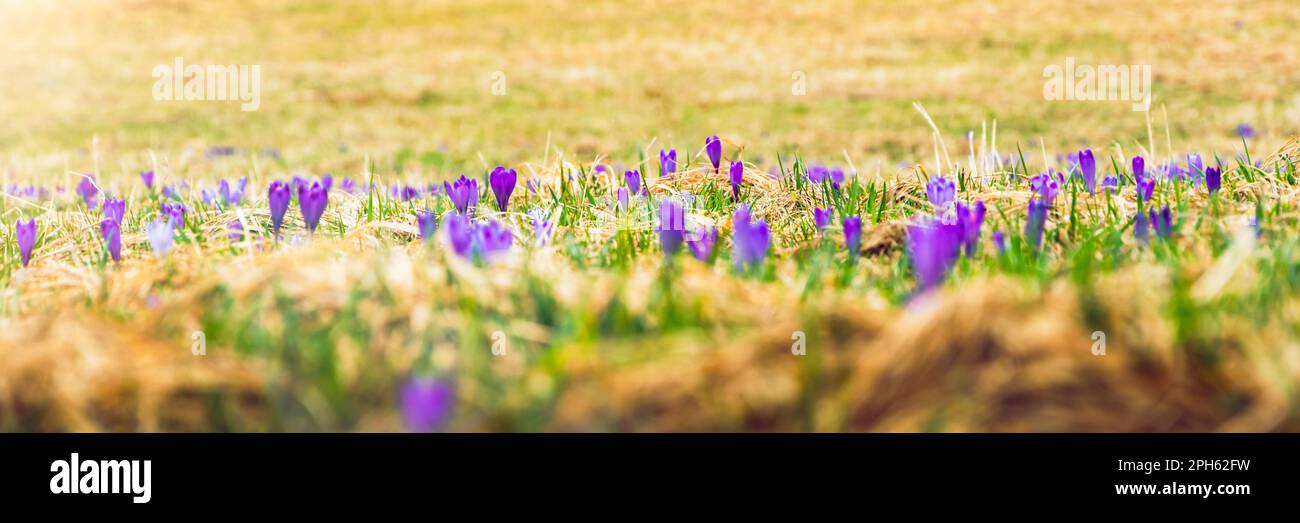 Ressort. Crocuses fleurir dans la prairie. Koscielisko, Pologne. Banque D'Images