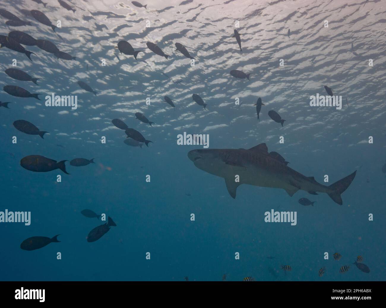 Shark Tiger observation pendant la plongée sous-marine dans un site de plongée à Fuvahmulah - Maldives Banque D'Images