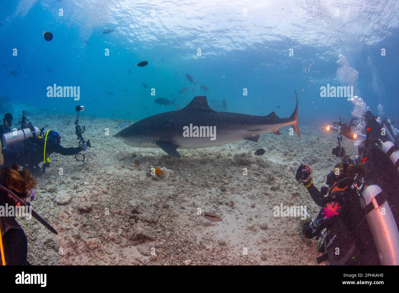 Plongeurs photographiant le requin tigre à Fuvahmulah (Maldives) Banque D'Images