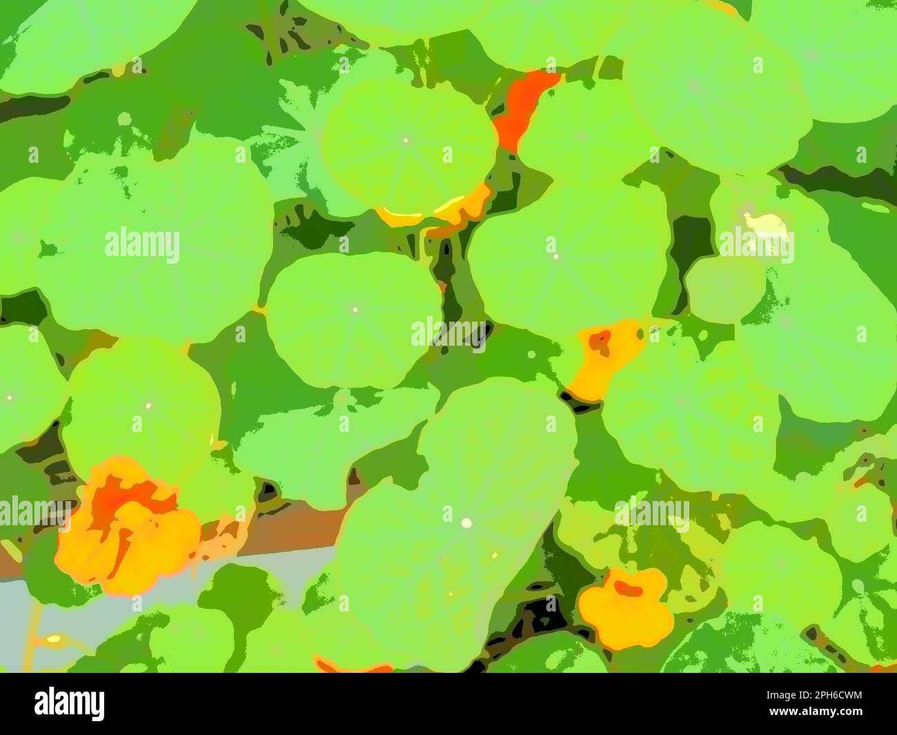 Image abstraite du feuillage et des fleurs de nasturtium, l'image contrôlée pour réduire la gamme tonale et fournir une image artistique de type imprimé. Octobre 2022. Banque D'Images