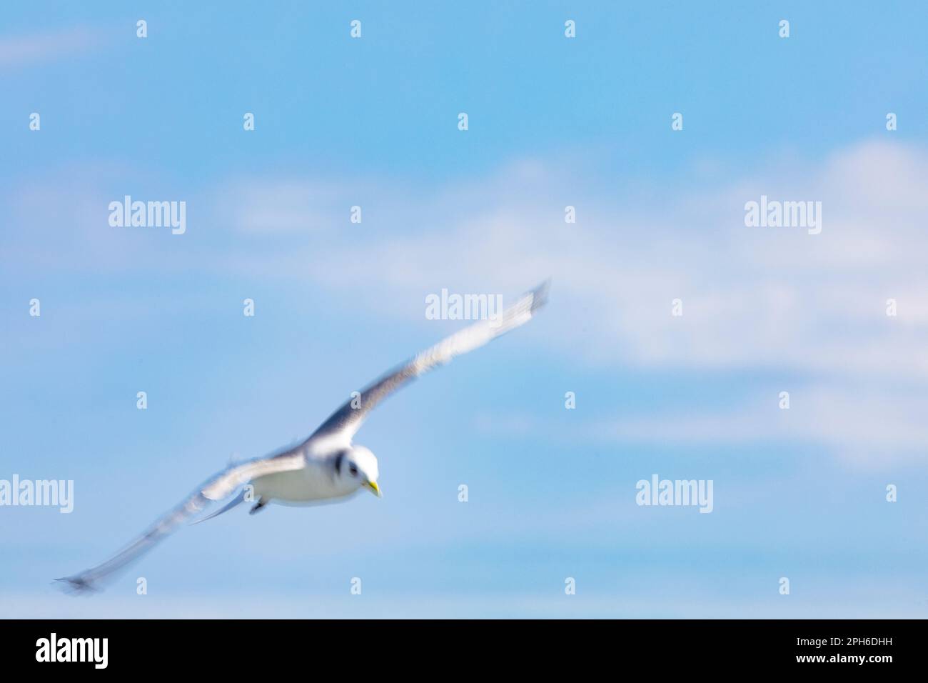 Kittiwake à pattes noires (Rissa tridactyla) survolant la Méditerranée Banque D'Images