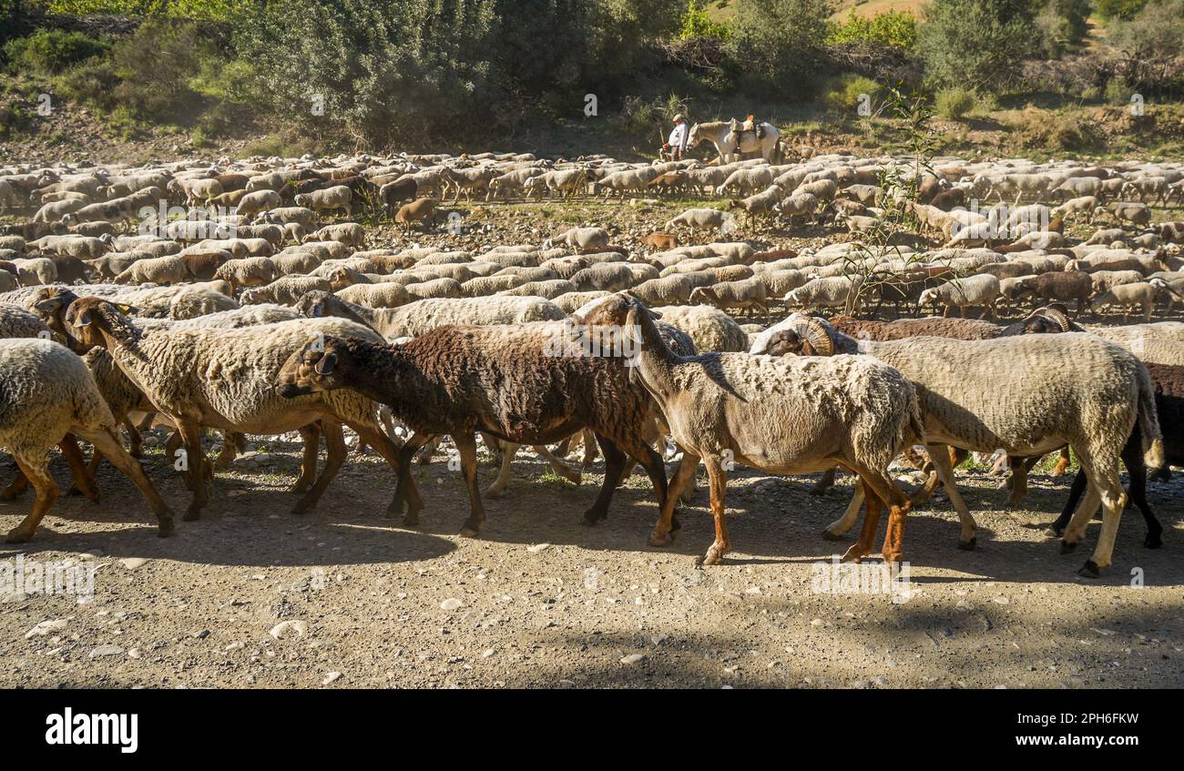 Berger espagnol avec moutons et cheval marchant dans un lit de rivière sec en Andalousie, Malaga, Espagne. Banque D'Images