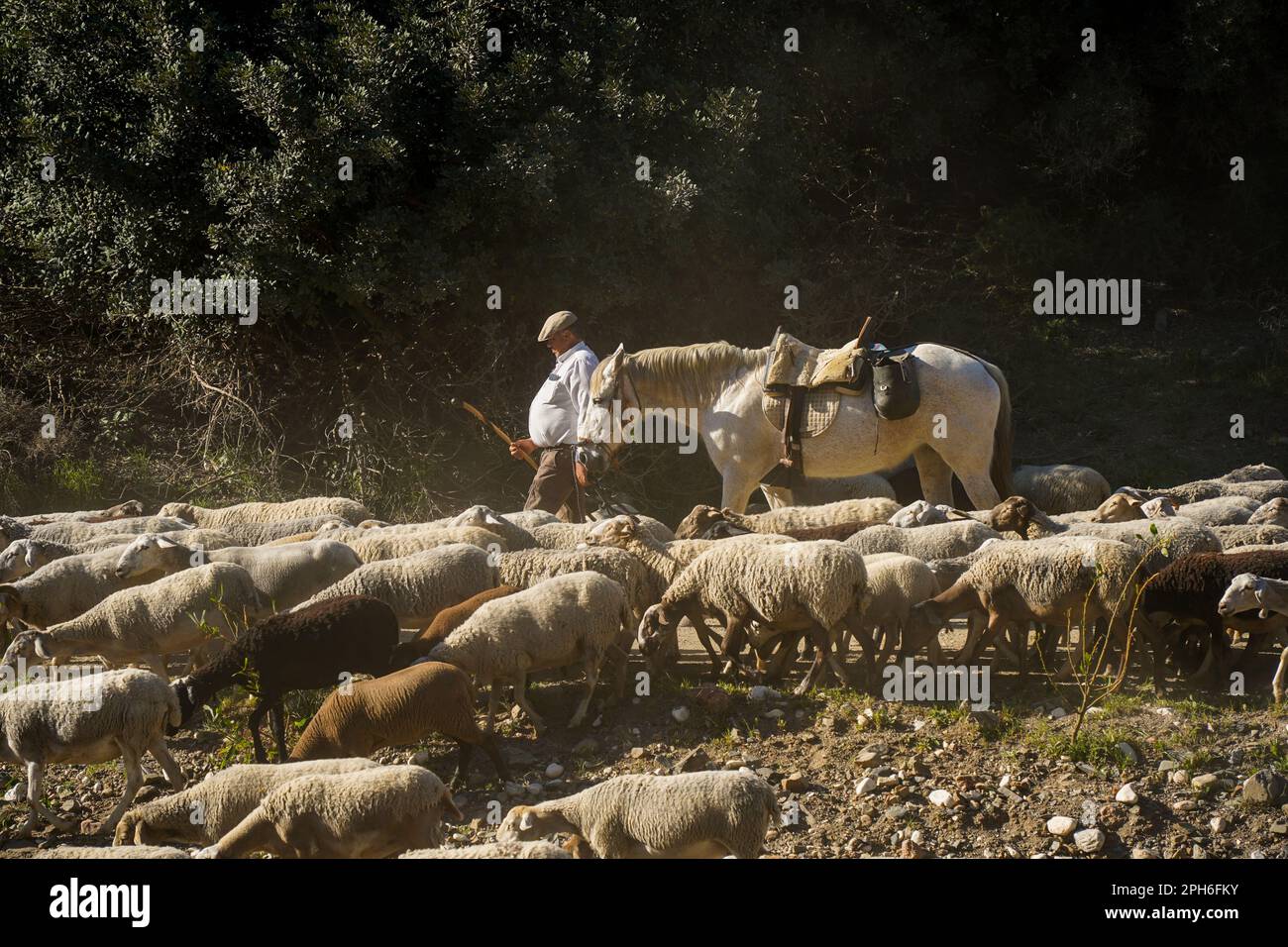 Berger espagnol avec moutons et cheval marchant dans un lit de rivière sec en Andalousie, Malaga, Espagne. Banque D'Images