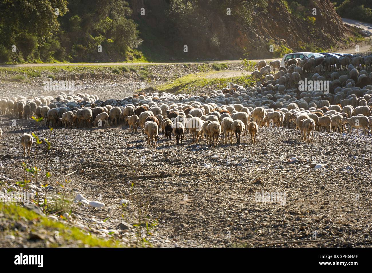 Troupeau de moutons dans lit de rivière sec en Andalousie, Malaga, Espagne. Banque D'Images