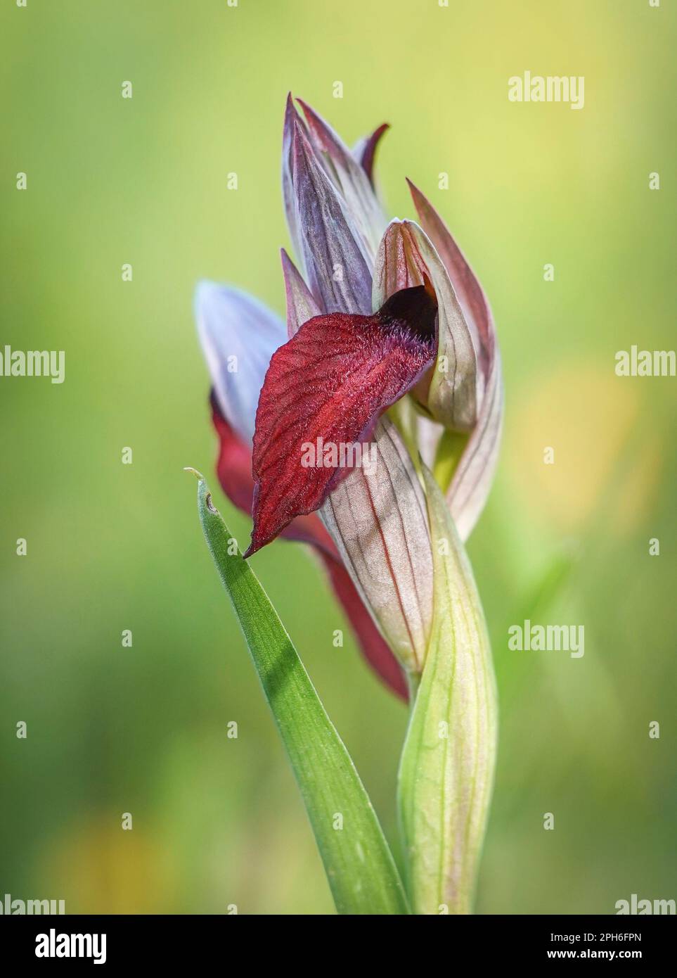 serapias à fleurs de coeur, Serapias Cordigera, orchidée sauvage, Andalousie, Espagne. Banque D'Images