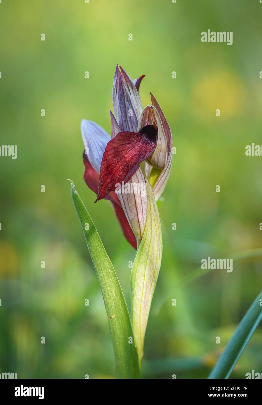 serapias à fleurs de coeur, Serapias Cordigera, orchidée sauvage, Andalousie, Espagne. Banque D'Images