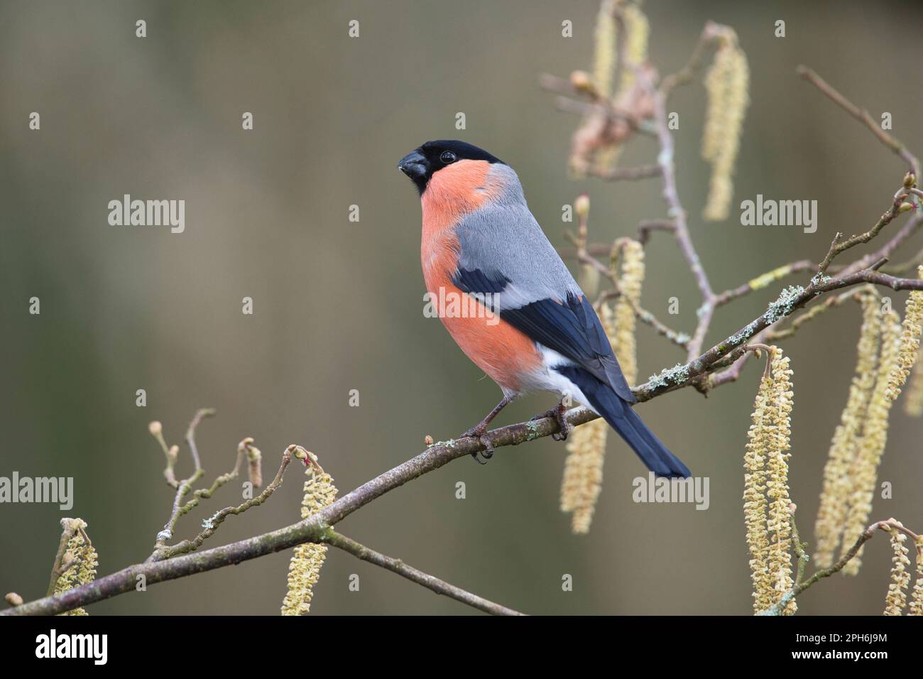 Pyrrhula pyrrhula (bullfinch) mâle sur la branche de noisette avec des chatons au début du printemps Banque D'Images