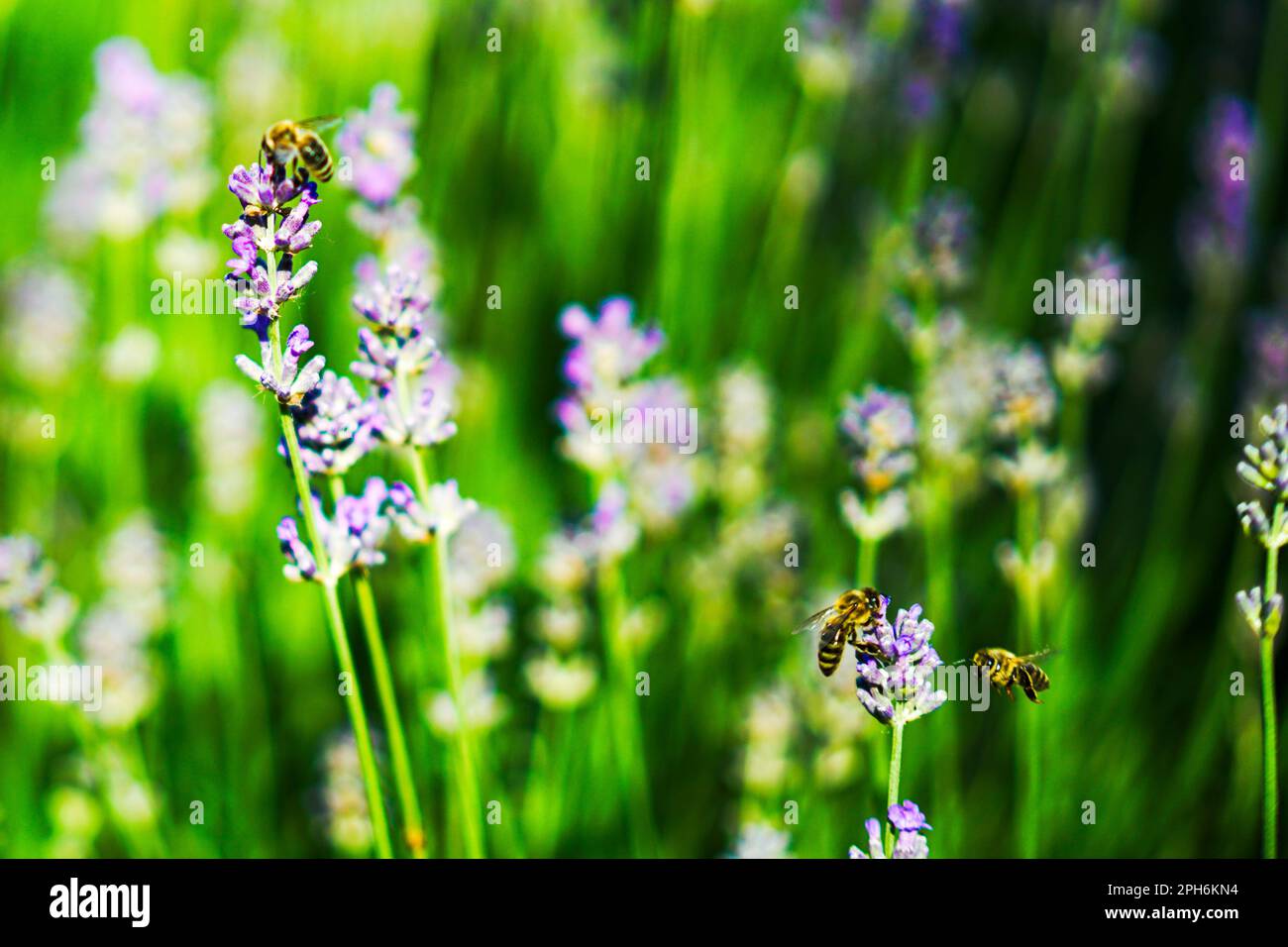 Un champ de lavande fleuri avec des abeilles assises sur les fleurs et collectant le miel. En gros plan Banque D'Images