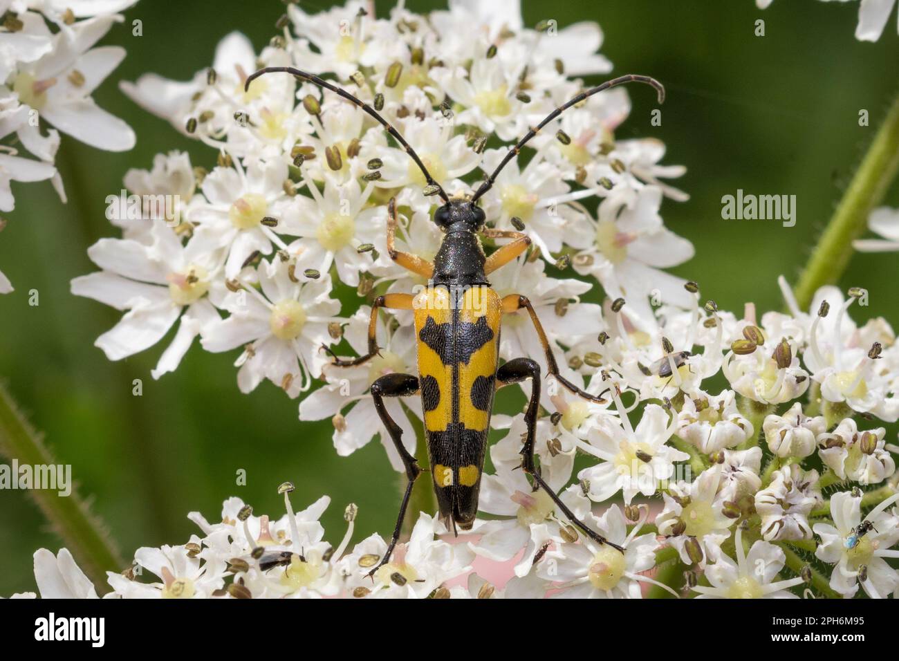 Un magnifique coléoptère de longhorn (Rutpela maculata) aux bois de Paddock Hill, à Gateshead, dans le nord-est de l'Angleterre Banque D'Images