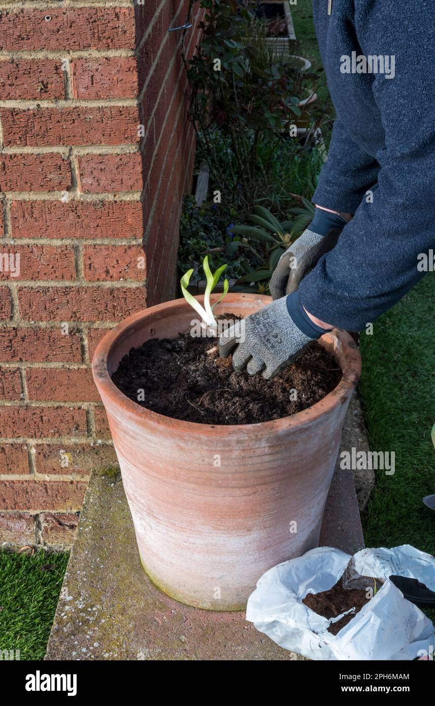 Femme plantant des plantes d'Agapanthus 'Reine de l'océan' dans un grand pot de fleurs. Banque D'Images