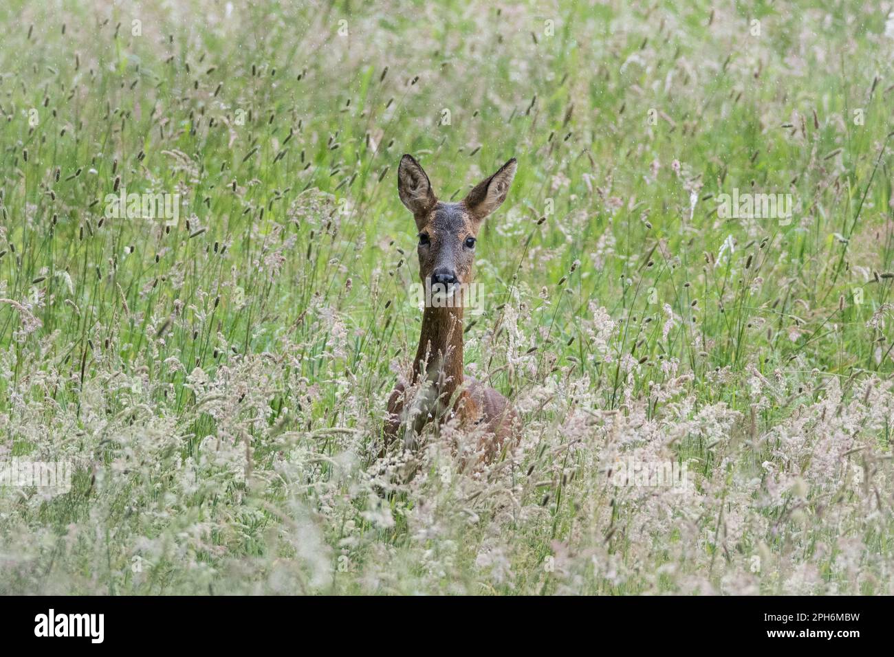 Un cerf de Virginie sauvage (Capreolus capreolus) se cachant parmi l'herbe de prairie à côté de la rivière Derwent dans le parc régional de Derwent Walk, à Gateshead Banque D'Images