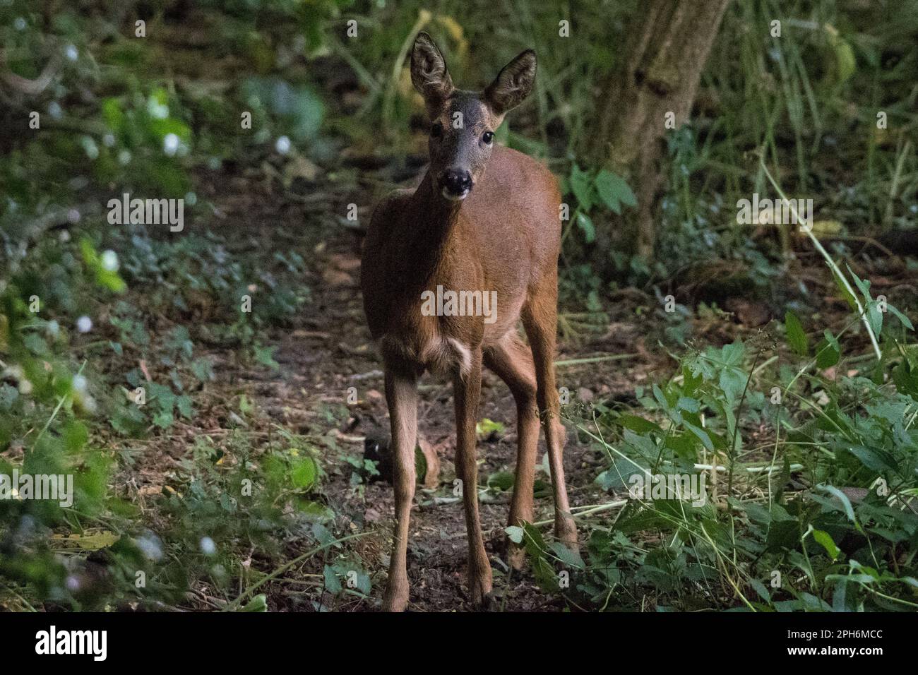 Un cerf de Virginie sauvage (Capreolus capreolus) se cachant parmi les bois à côté de la rivière Derwent dans le parc régional de Derwent Walk, à Gateshead Banque D'Images