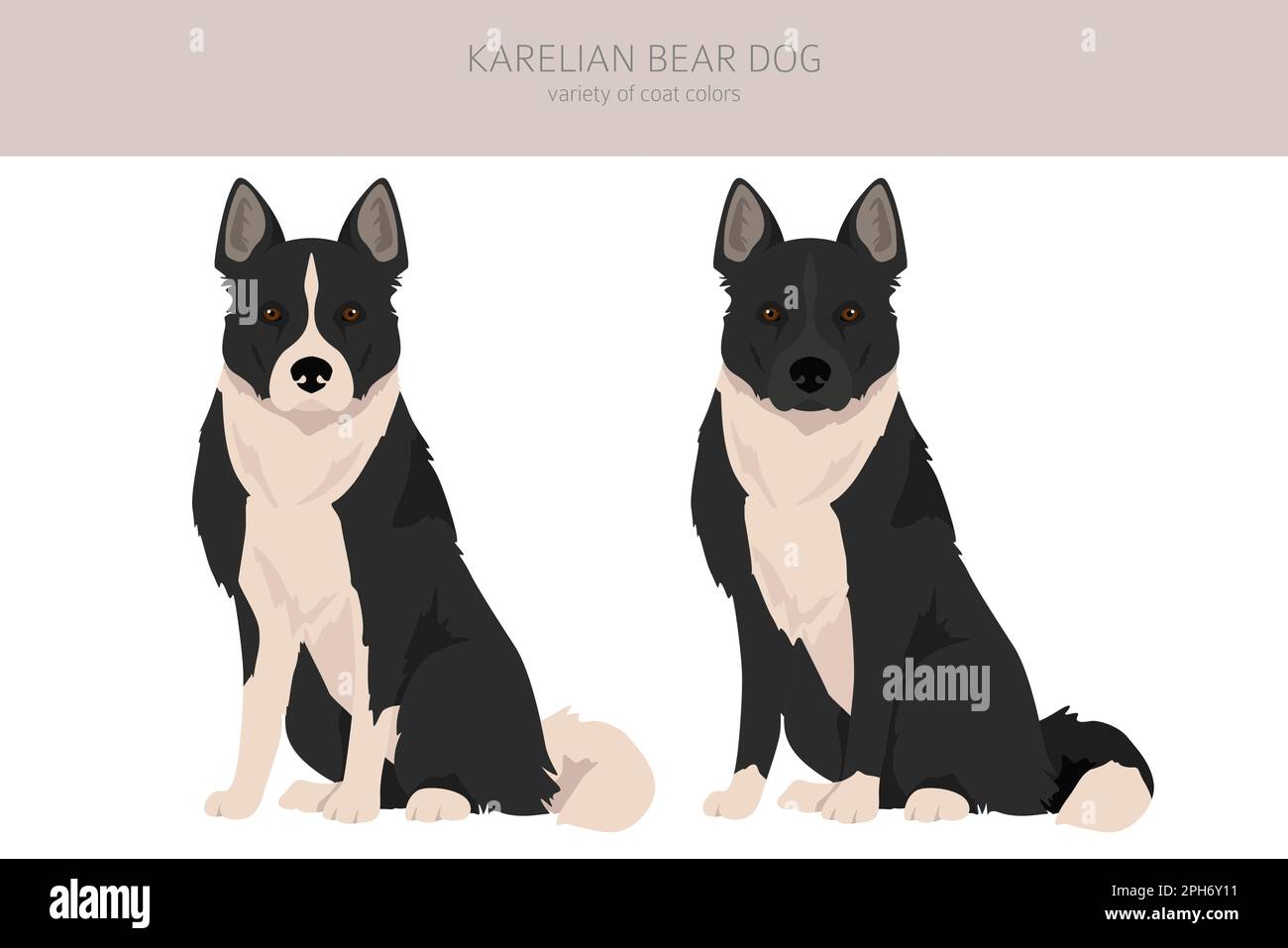 Chien d'ours Karelian clipart.Différentes poses, ensemble de couleurs de pelage.Illustration vectorielle Illustration de Vecteur
