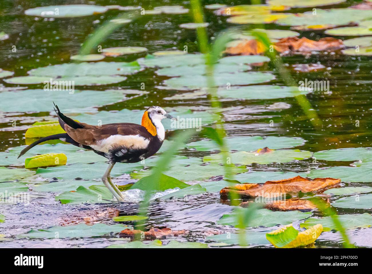 Portrait d'un Jacana à queue de faisan Banque D'Images