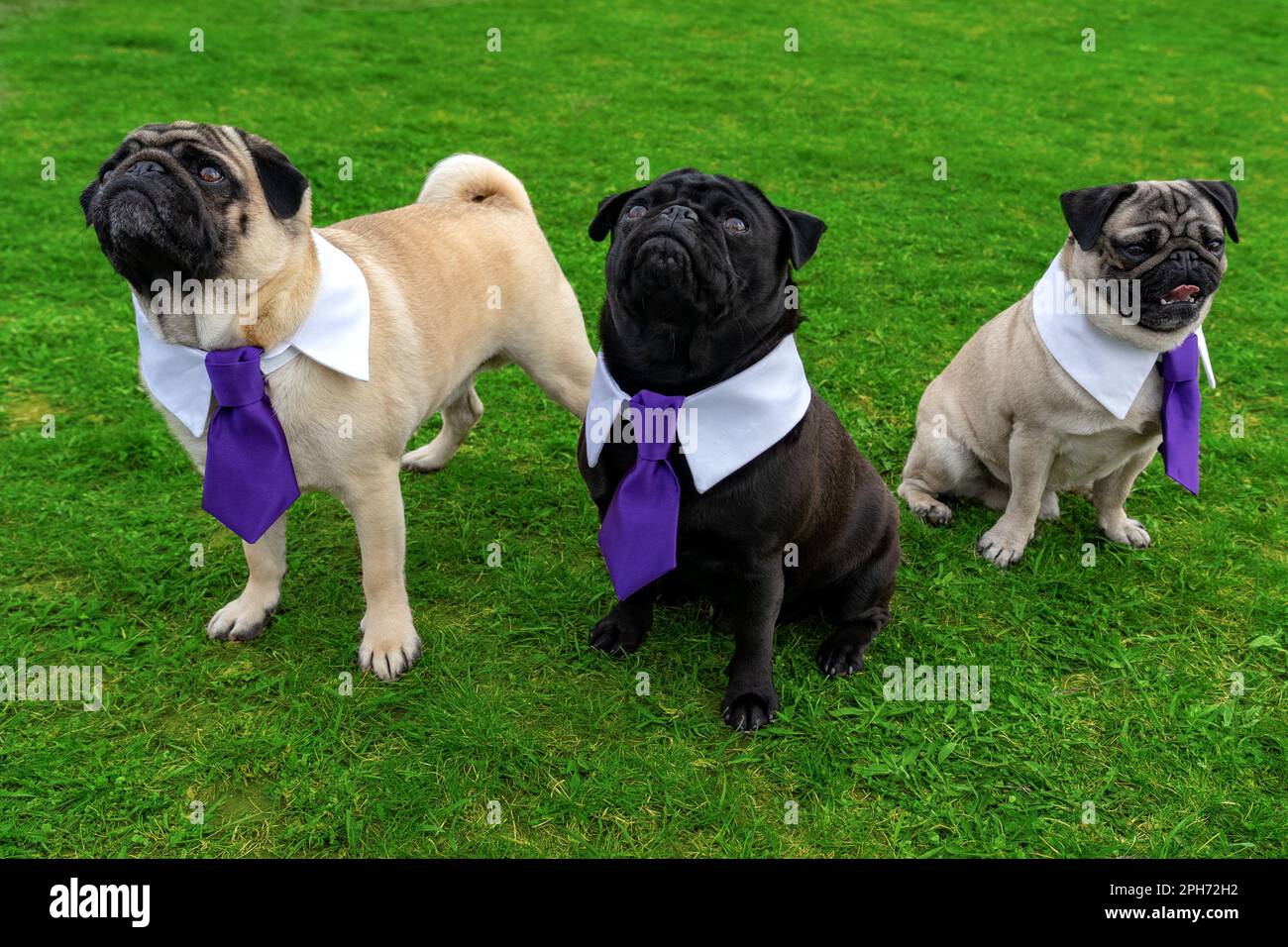 3 mignon mops chiens sur le champ gras habillé en cravate . Banque D'Images