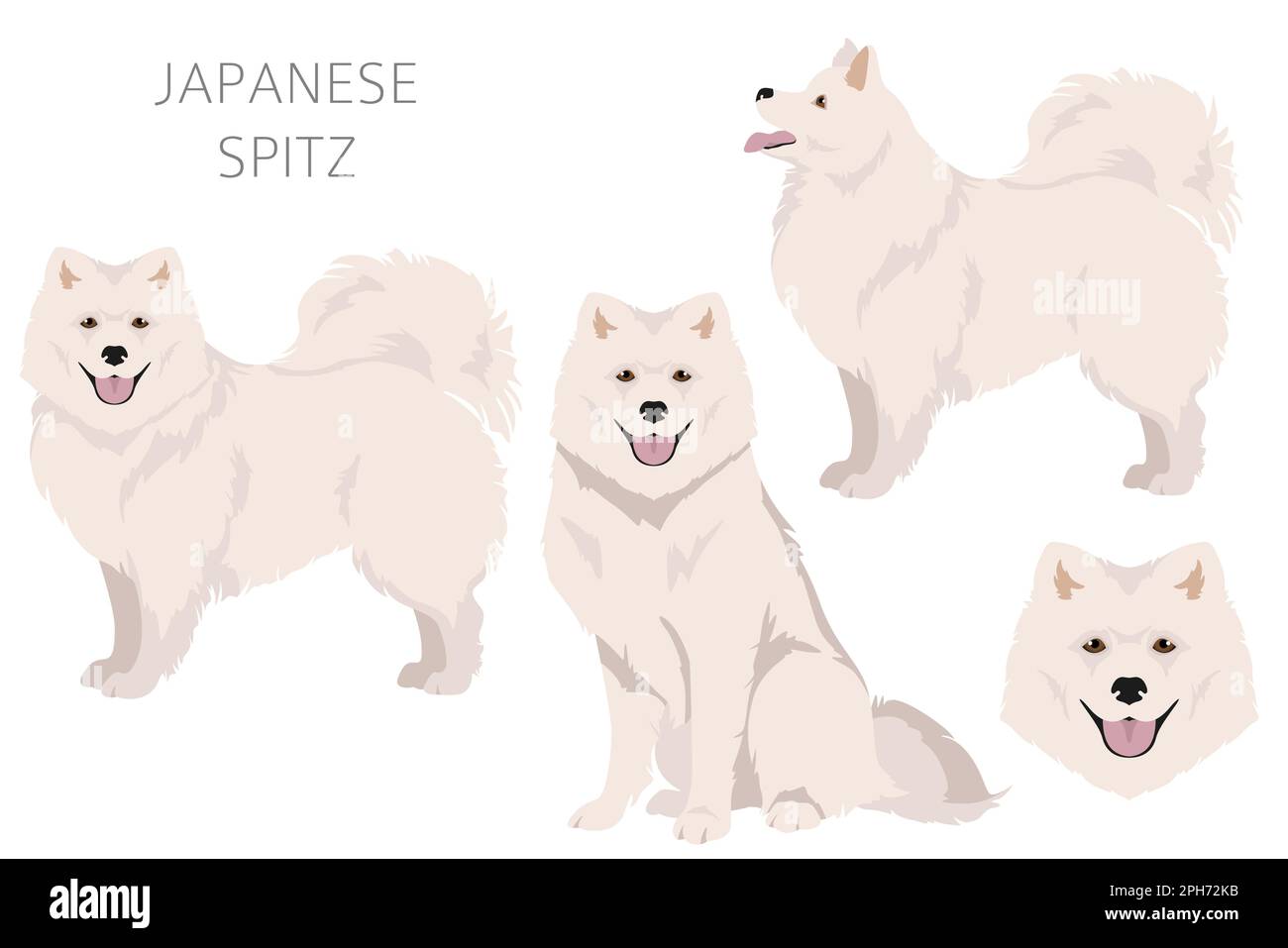 Clipart spitz japonais.Différentes poses, ensemble de couleurs de pelage.Illustration vectorielle Illustration de Vecteur