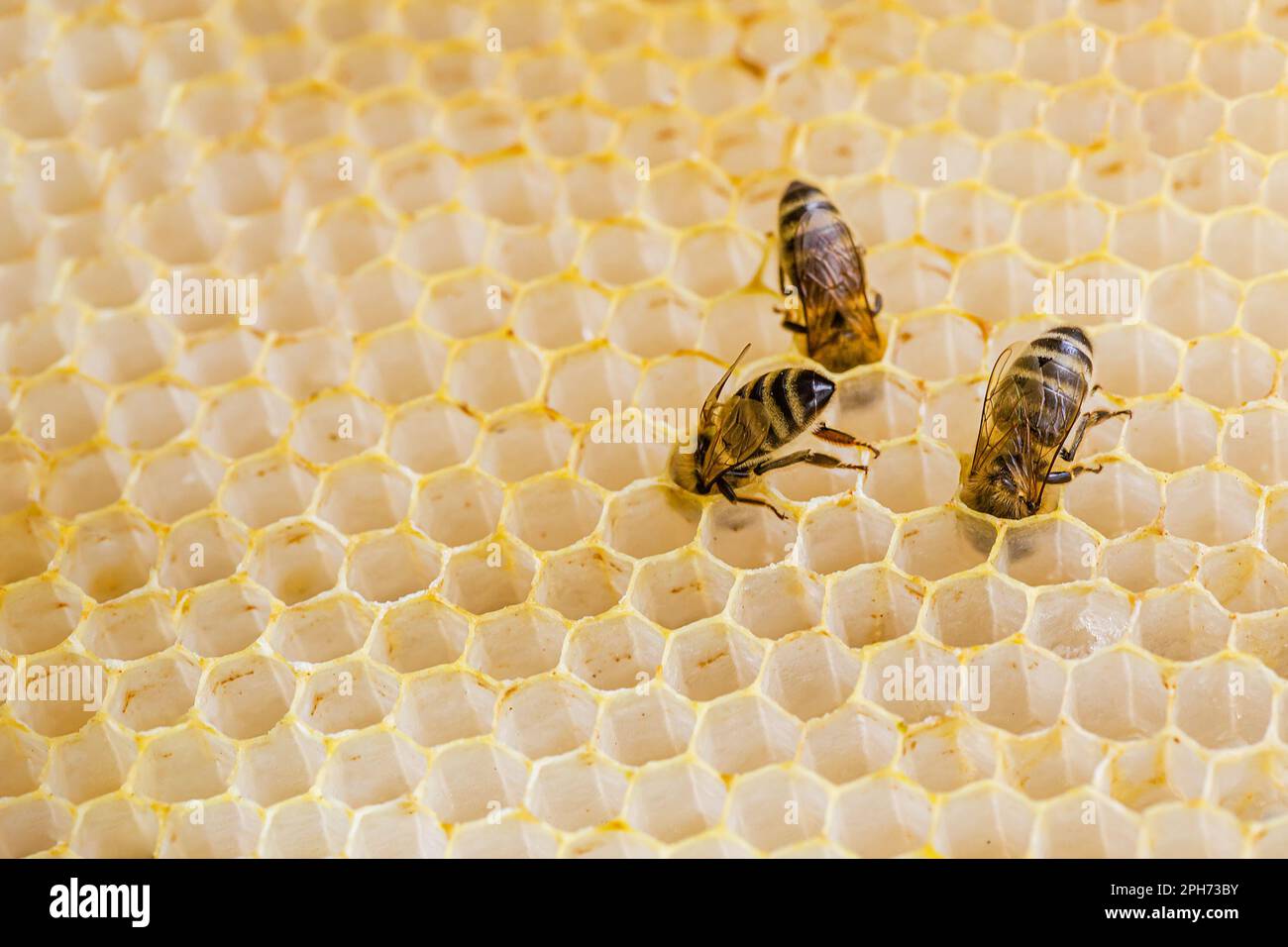 Les abeilles collectent le miel des nids d'abeilles sur des cadres en bois. Le miel est un véritable chef-d'œuvre de la nature, qui a un grand goût et de nombreuses propriétés bénéfiques pour Banque D'Images