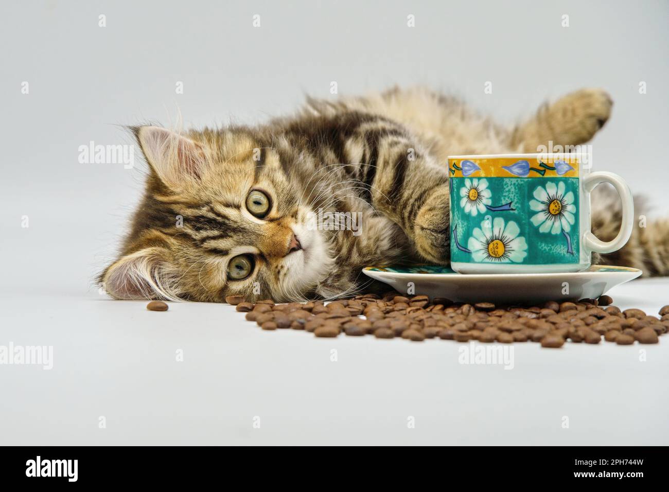 Chaton sibérien sur fond blanc avec café Banque D'Images