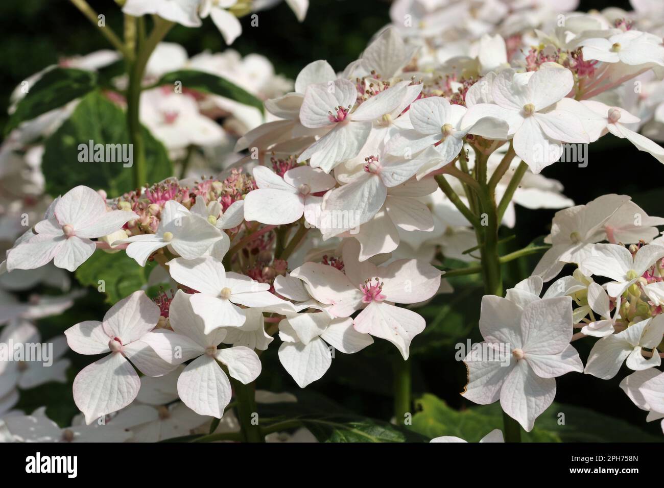 Lacecap Hydrangea macrophylla fleurs avec des fleurs intérieures roses et des fleurs extérieures blanches avec un fond flou de feuilles. Banque D'Images