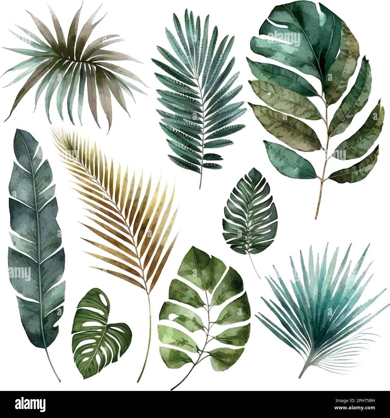 Feuilles tropicales exotiques. Illustration de feuilles dessinées à la main en aquarelle. Illustration de Vecteur