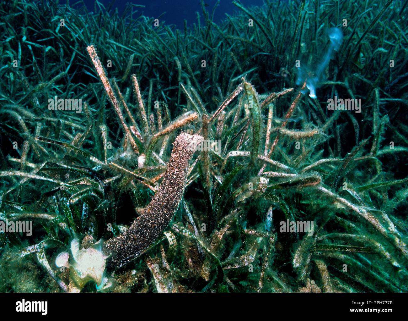 Concombre de mer tubulaire, pendant le frai, Oloturia (Holothuria tubulosa) épouse all'esterno il liquido spermatico. Capo Caccia. Alghero, Sardaigne. Banque D'Images