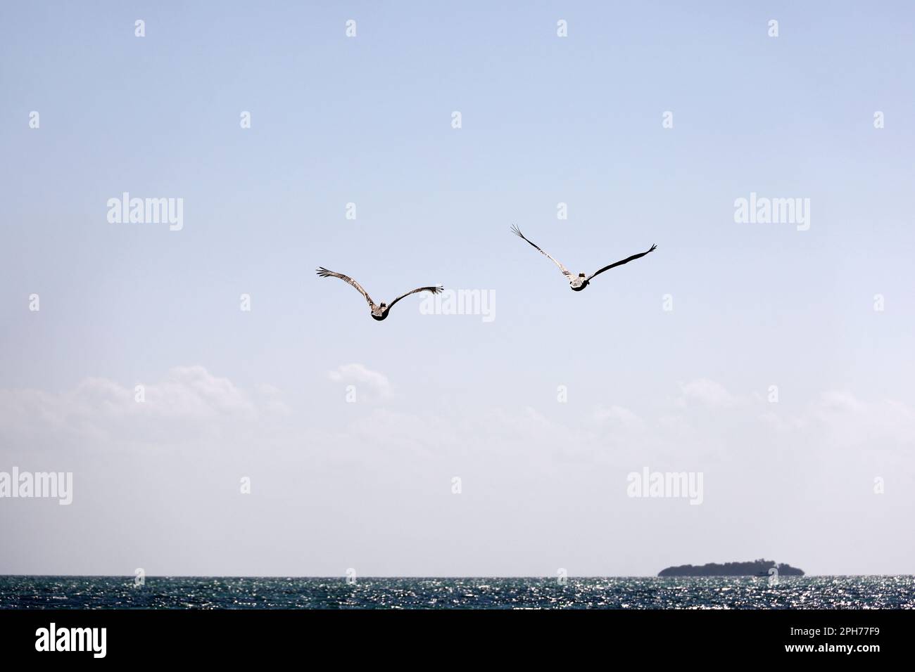Deux pélicans survolant l'océan Atlantique. Oiseaux sauvages près de la côte de Cuba Banque D'Images