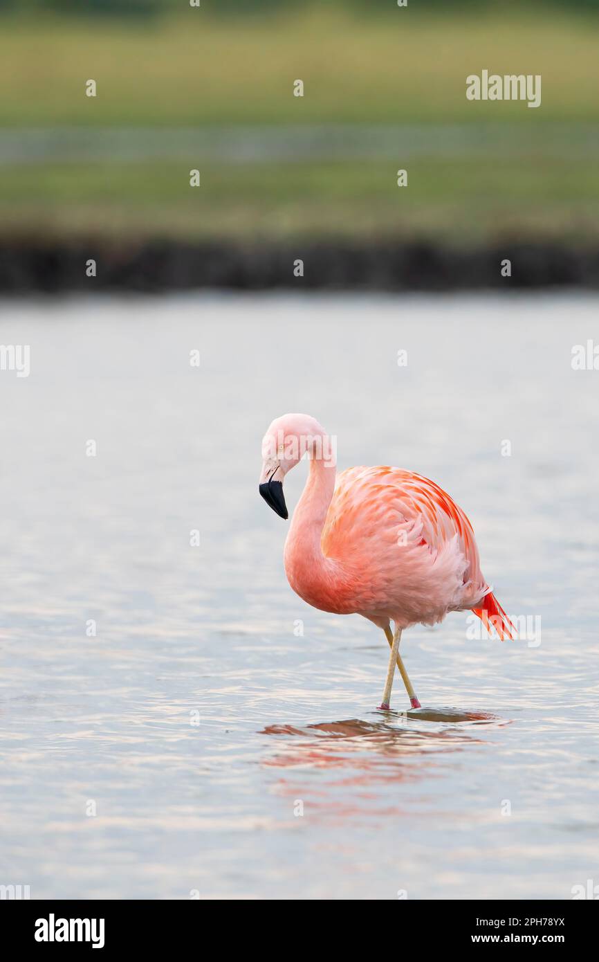 Deux Flamingo chiliens (Phoenicopterus chilensis) se fourragent dans le lac, aux pays-Bas Banque D'Images