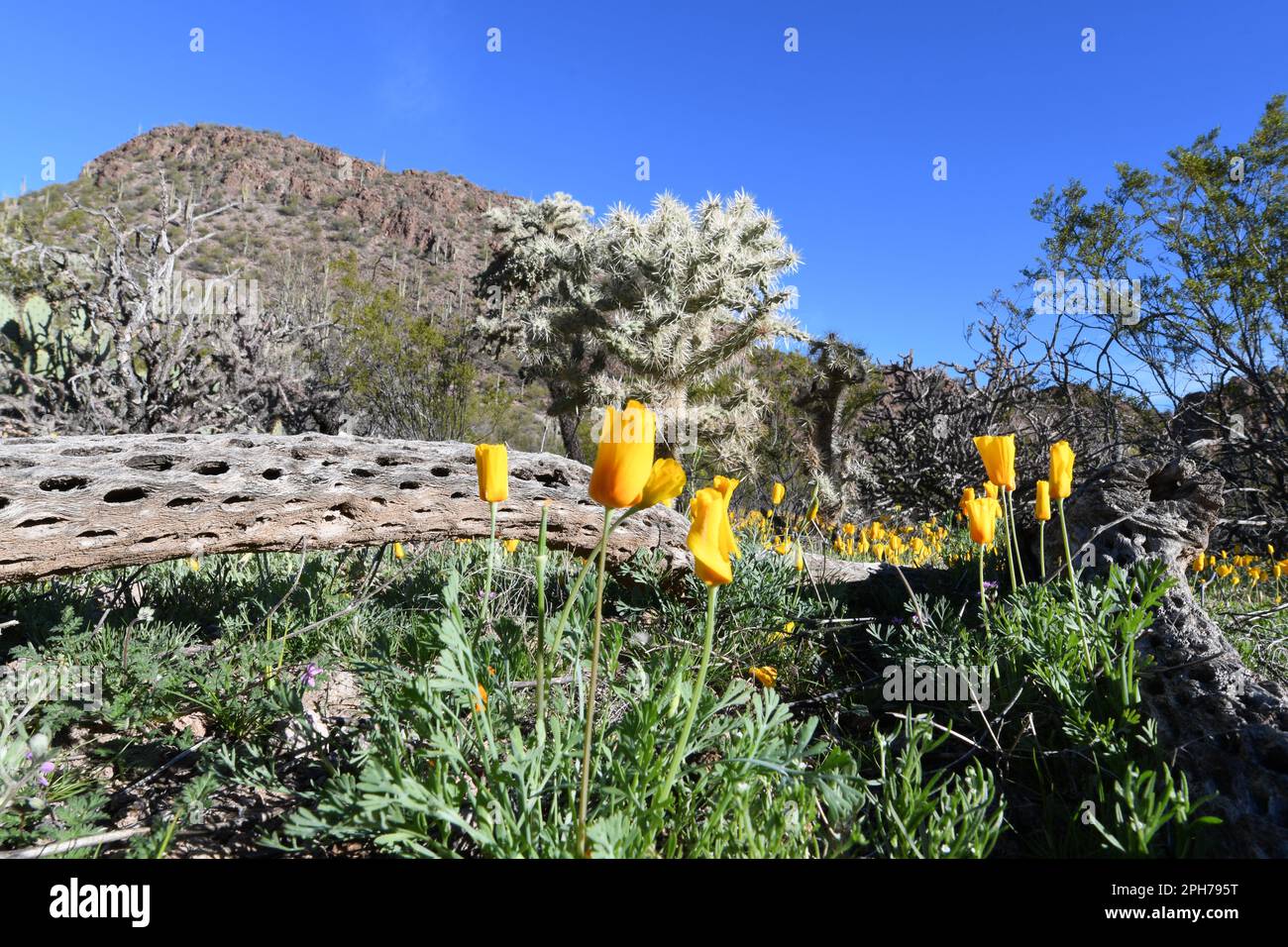 Coquelicots de Californie (Eschscholzia californica) et squelette de cactus de la cholla Banque D'Images
