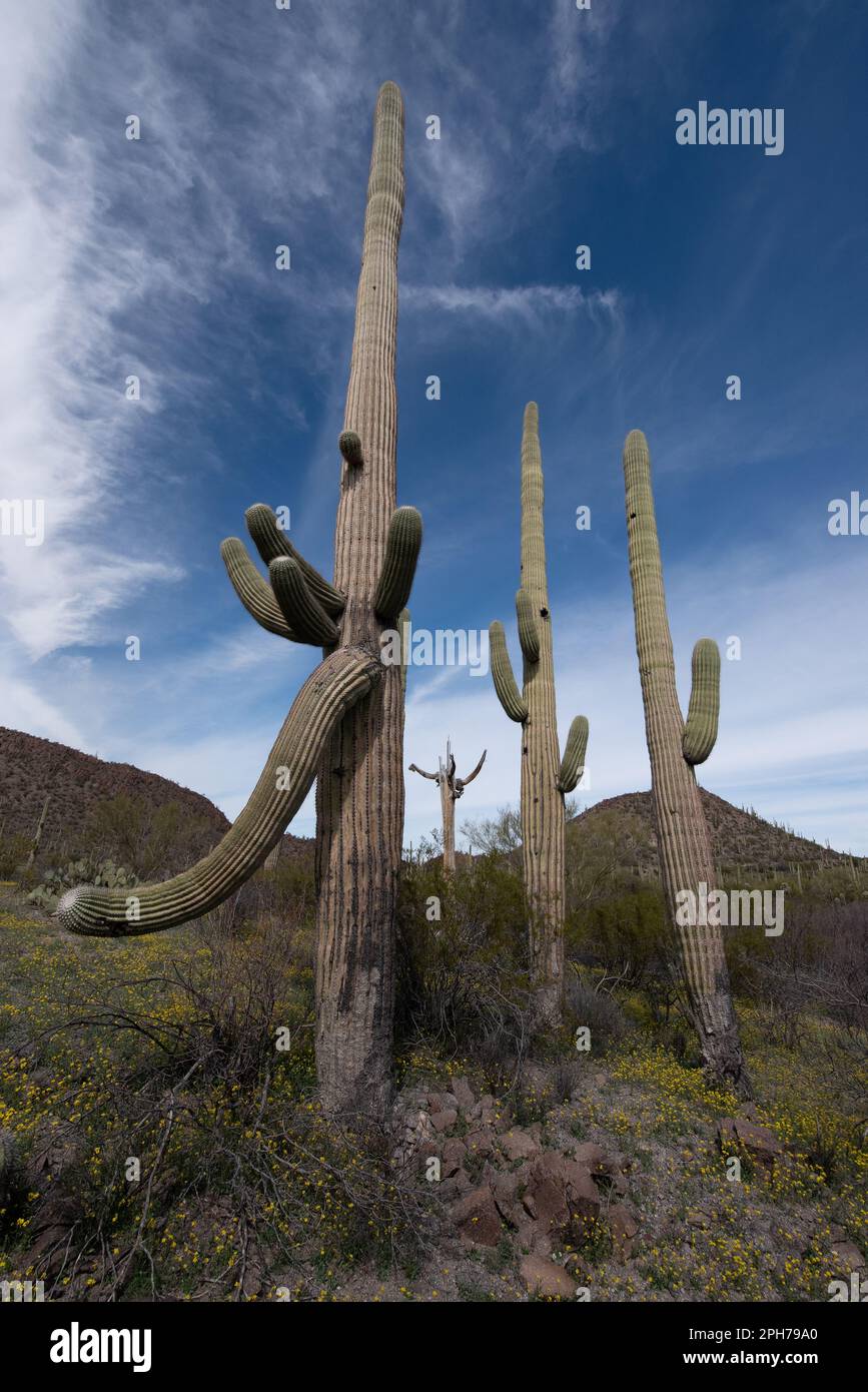 Printemps dans le désert de sonoran Banque D'Images