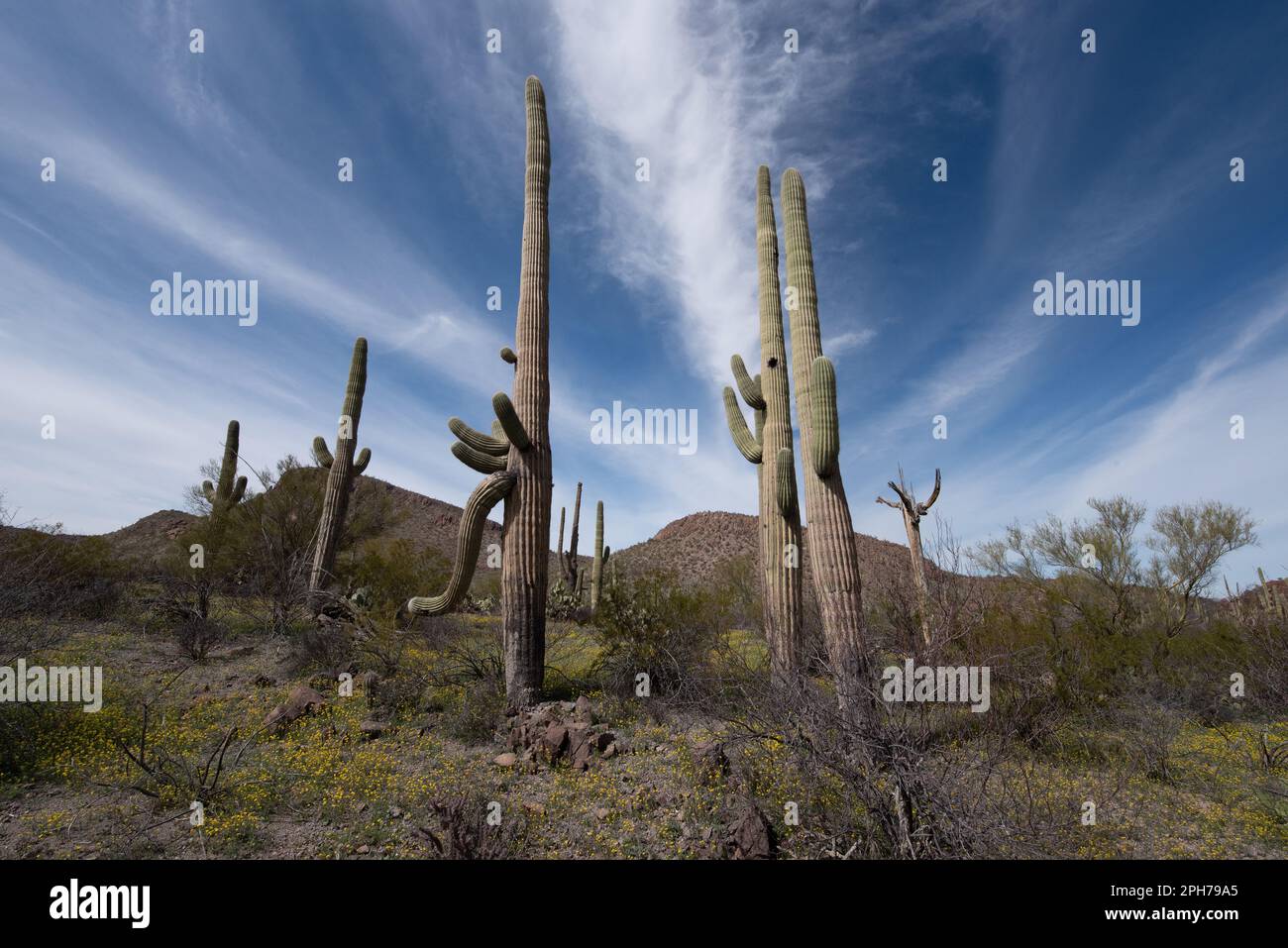 Printemps dans le désert de sonoran Banque D'Images