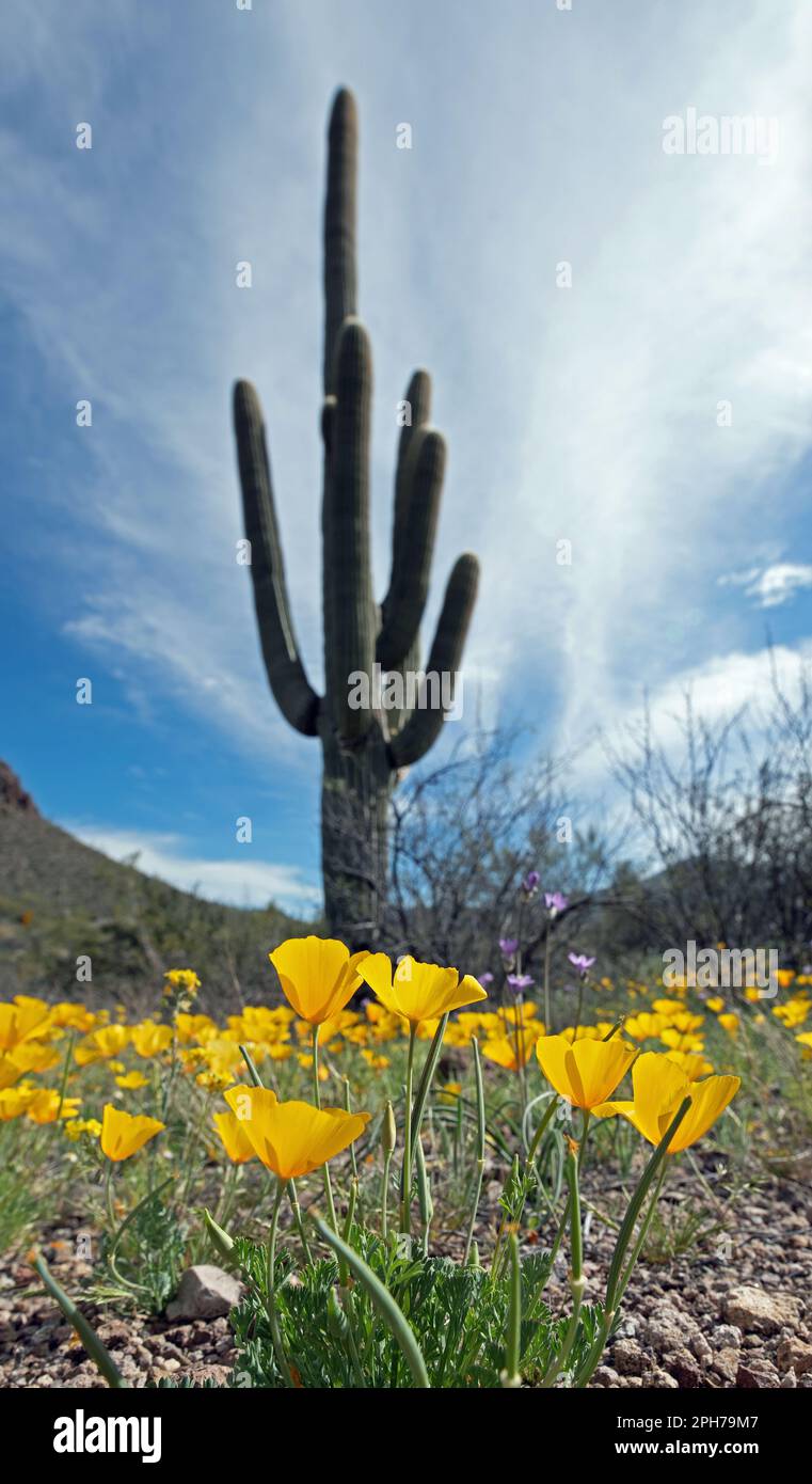 Coquelicots de Californie (Eschscholzia californica) et Cactus de Saguaro (Carnegiea gigantea) Banque D'Images