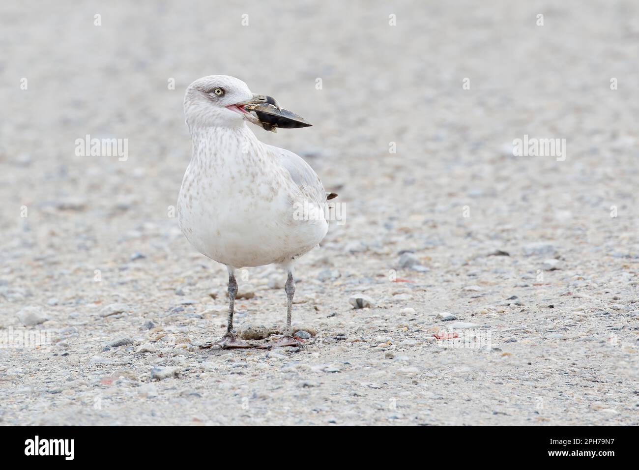 Goéland à harengs américain (Larus argentatus smitthsonianus) avec carapace, réserve naturelle nationale Edwin B. Forsythe, New Jersey, États-Unis Banque D'Images