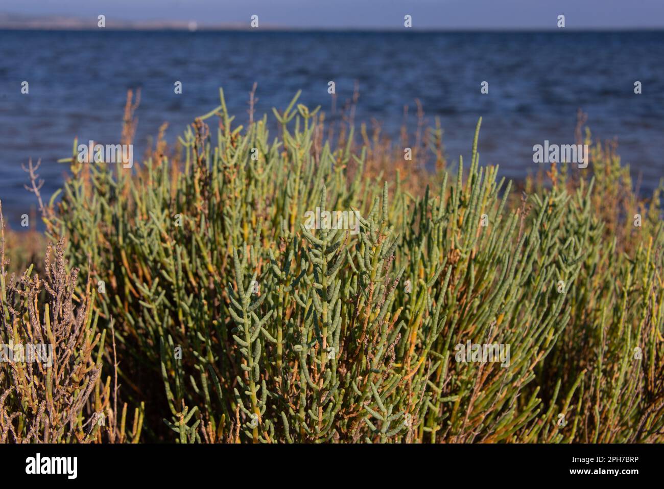 Salicornia buissons sur la côte sud de la France dans les lagons d'eau salée près de Narbonne. Banque D'Images